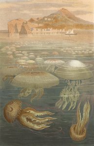 Umbrella Jellyfish by European School